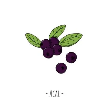 Acai berries. Isolated objects on white. Vector. Stock Illustration