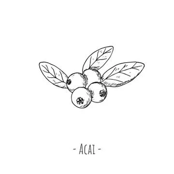 Acai berries. Isolated objects on white. Hand-drawn style. Stock Illustration