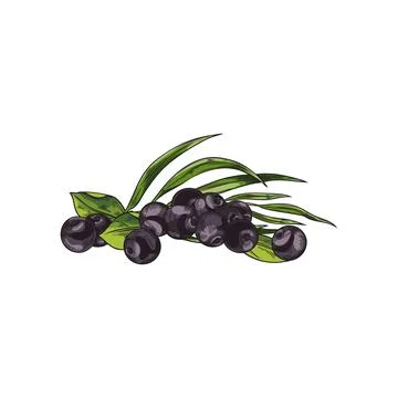 Acai berries, vector hand drawn illustration of branch with berries and leaves Stock Illustration