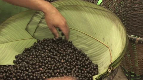 Acai Berry 10 스톡 동영상 19244822
