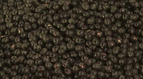 Acai Berry 11 스톡 동영상 19244929