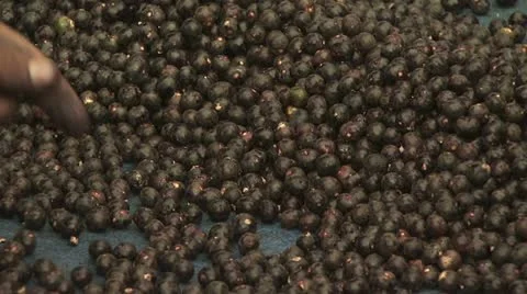 Acai Berry 12 Video stock 19245044