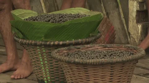 Acai Berry 13 Stock-Footage 19245129