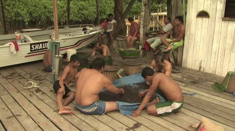 Acai Berry 2 스톡 동영상 19242474