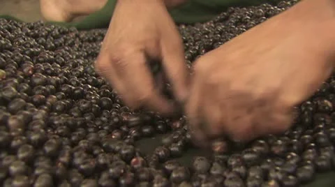 Acai Berry 3 Video stock 19242541