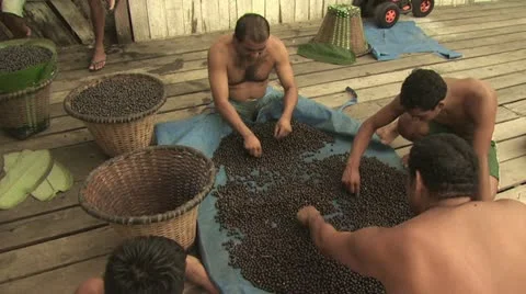 Acai Berry 4 스톡 동영상 19242667