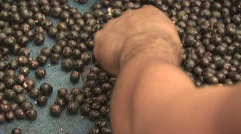 Acai Berry 5 스톡 동영상 19242819