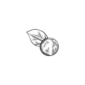 Acai berry with leave sketch vector illustration Stock Illustration