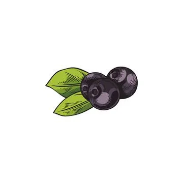 Acai berry, vector illustration isolated on white background, color sketch. Stock Illustration