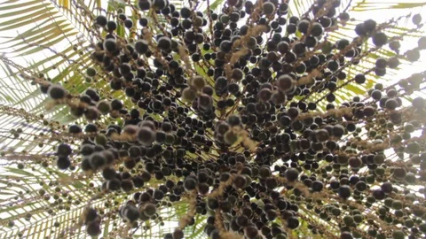 Acai fruit açai berry tree detail low angle 스톡 동영상 101024317