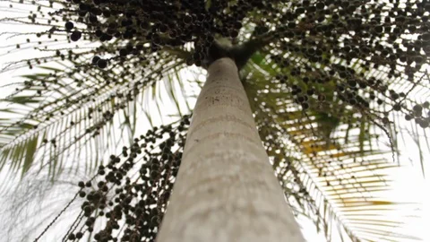 Acai fruit açai berry tree climbing Stock Footage 101024320