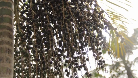 Acai fruit açai berry tree counter light 스톡 동영상 101024344