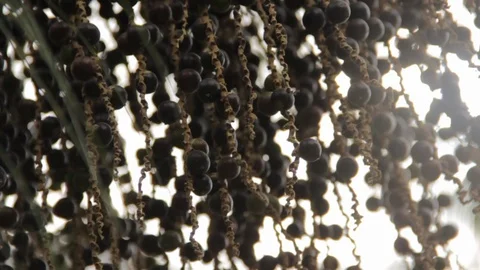 Acai fruit açai berry tree counter light close 스톡 동영상 101024373