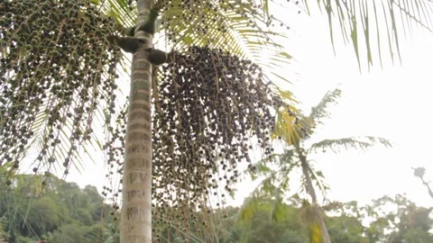 Acai fruit açai berry tree counter light low angle 스톡 동영상 101027143
