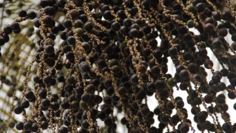 Acai fruit açai berry tree detail 스톡 동영상 101027144
