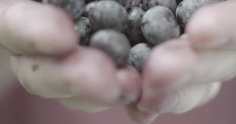 Acai fruit Stock Footage 151358390