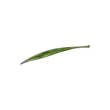 Acai one green leaf, herbal tea foliage, vector hand drawn botanical floral Stock Illustration