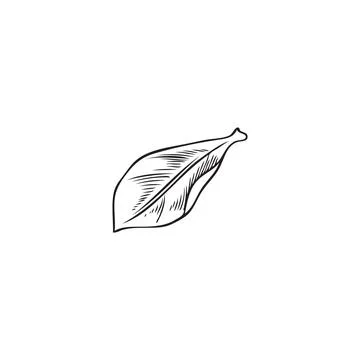 Acai one leaf, vector engraved hand drawn herbal tea foliage, botanical floral Stock Illustration