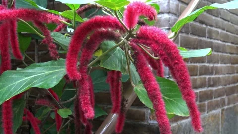 Acalypha hispida, an exotic indoor plant Vídeos de archivo 329558353
