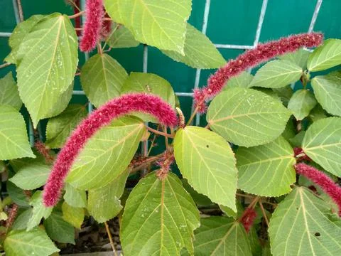 Acalypha  hispida Stock Photos