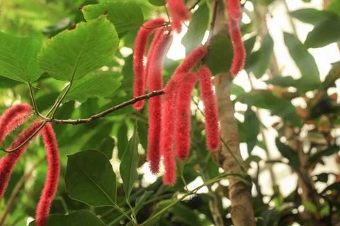 Acalypha hispida red blossom tree. Philippines medusa flowers, soft focus Stock Photos