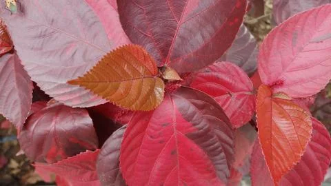 Acalypha plant red leaf Foto stock