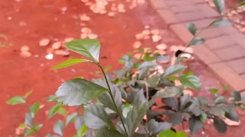 Acalypha siamensis Stock Footage 220110332