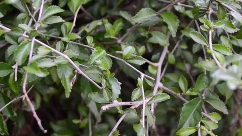 Acalypha siamensis (Wild tea) Stock Footage 126030048