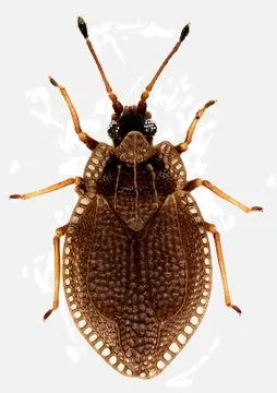 Acalypta Stock Photos