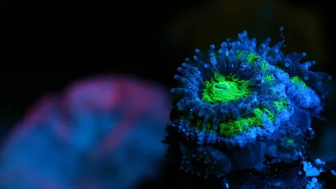 Acanthastrea Coral Polyp Opening Macro Timelapse HD 動画素材 102739341