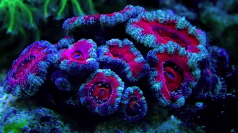 Acanthastrea lordhowensis Timelapse Stock Footage 66393922