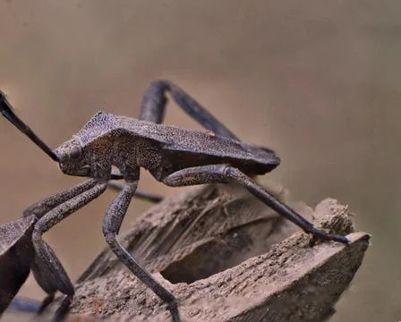 Acanthocephala declivis leaf footed bug Stock Photos