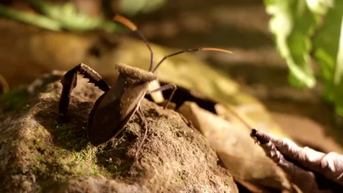 Acanthocephala leaf footed bug walking on rain forest ground at night Video stock 139491347