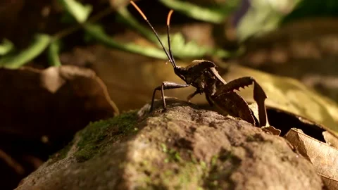 Acanthocephala leaf footed bug walking on rain forest ground at night Video stock 139491448