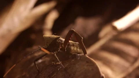 Acanthocephala leaf footed bug walking on rain forest ground at night 스톡 동영상 139491535