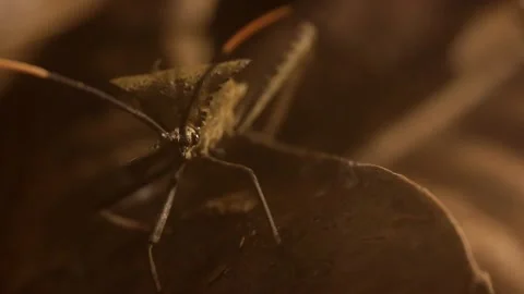 Acanthocephala leaf footed bug walking on rain forest ground at night Video stock 139491552