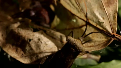 Acanthocephala leaf footed bug walking on rain forest ground at night Video stock 139491664
