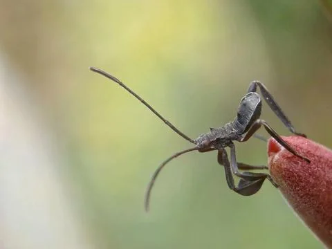 Acanthocephala Stock Photos