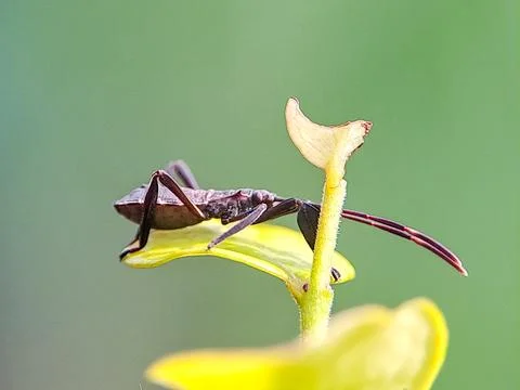 Acanthocephala terminalis bug perched on a plant leaf, showcasing its disti.. Stock Photos