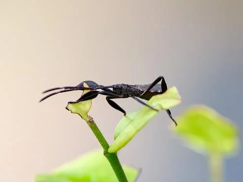 Acanthocephala terminalis bug perched on a plant leaf, showcasing its disti.. Stock Photos