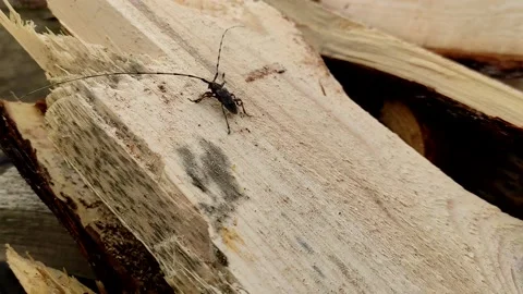 Acanthocinus aedilis close-up. The barbel beetle crawls on a pine board. Stock Footage 152998322