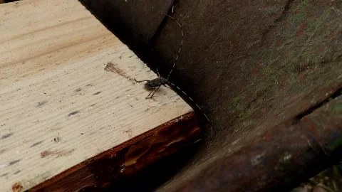 Acanthocinus aedilis close-up. The barbel beetle crawls on a pine board. Stock Footage 153526765