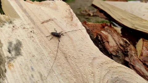 Acanthocinus aedilis close-up. The barbel beetle crawls on a pine board. Stock Footage 153592021