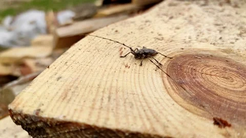 Acanthocinus aedilis close-up. A barbell beetle sits on a pine board. Stock Footage 152999537
