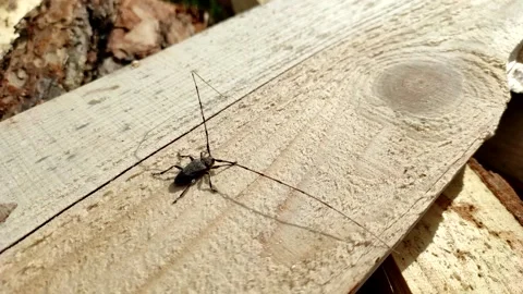 Acanthocinus aedilis close-up. A barbell beetle sits on a pine board. Stock Footage 153632101