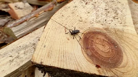 Acanthocinus aedilis close-up. A barbell beetle sits on a pine board. Stock Footage 153632126