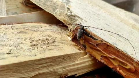 Acanthocinus aedilis close-up. A barbell beetle sits on a pine board. Stock Footage 153632184