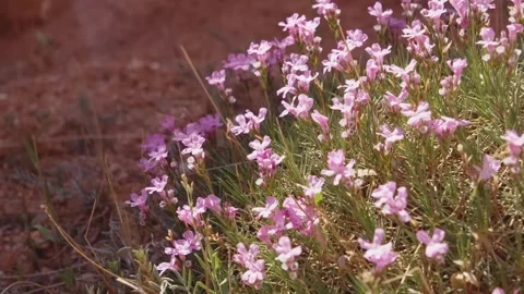 Acantholimon – Unique Small Flowering Plants in Arid Habitats Stock Footage 306577525