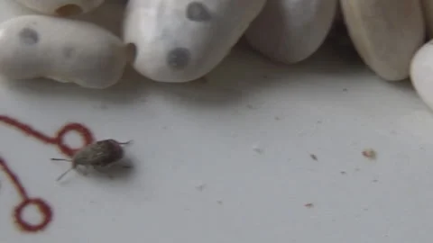 Acanthoscelides obtectus beetles that live in beans, white beans, plate. Stock Footage 327064373