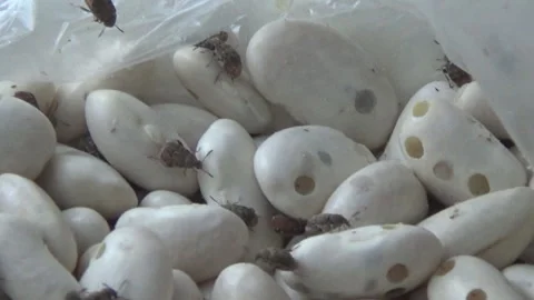 Acanthoscelides obtectus beetles that live in beans, white beans with holes. Stock Footage 327064377